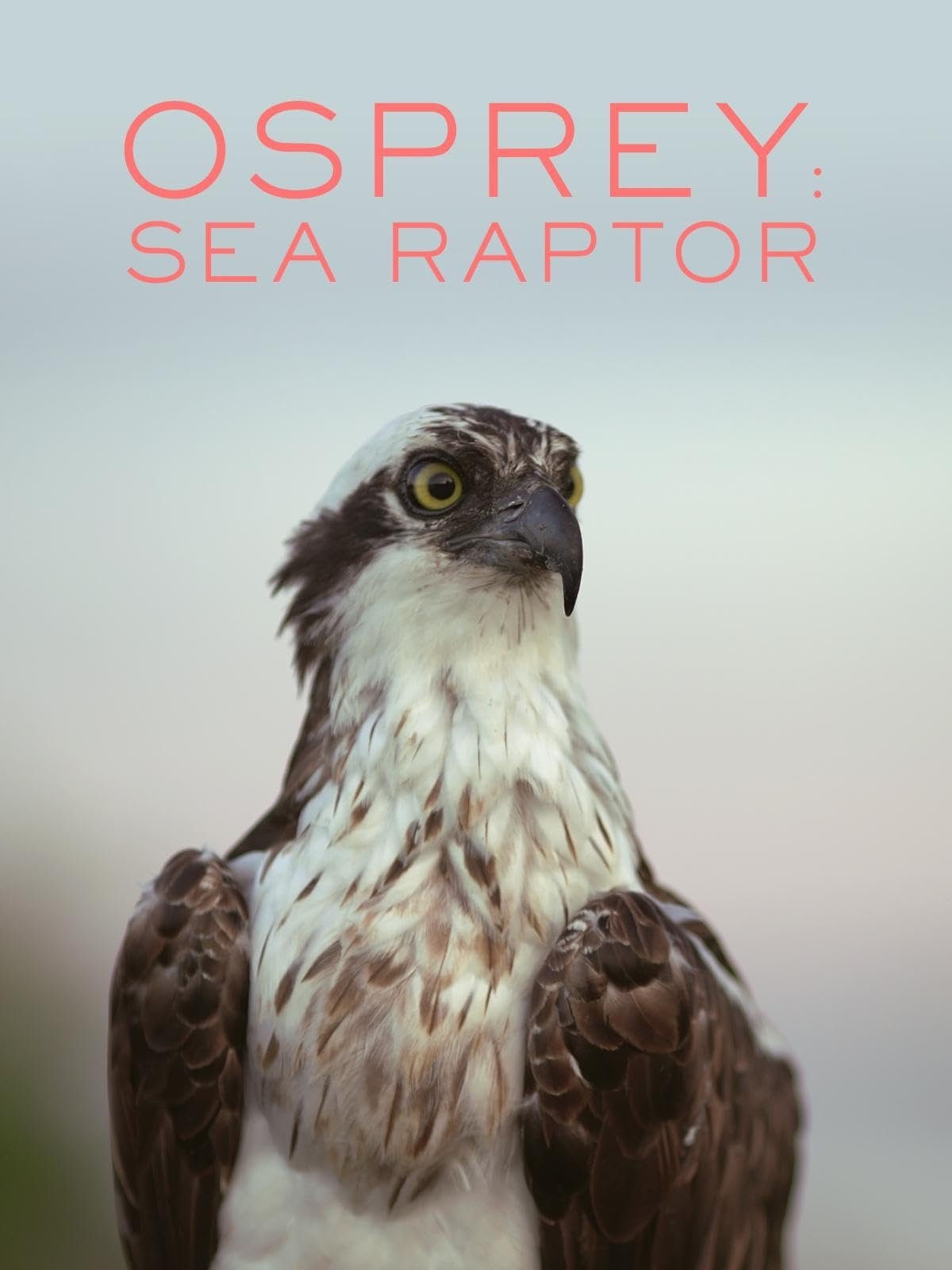 Постер Osprey: Sea Raptor